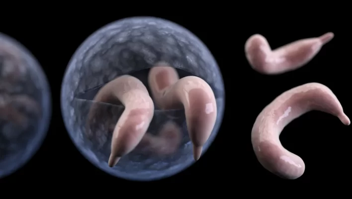 Cryptosporidium