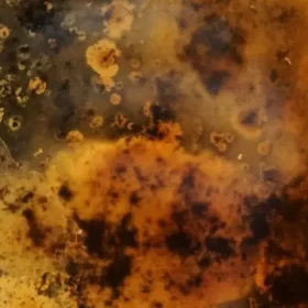 Thiết bị làm mềm nước có loại bỏ được vi khuẩn không?