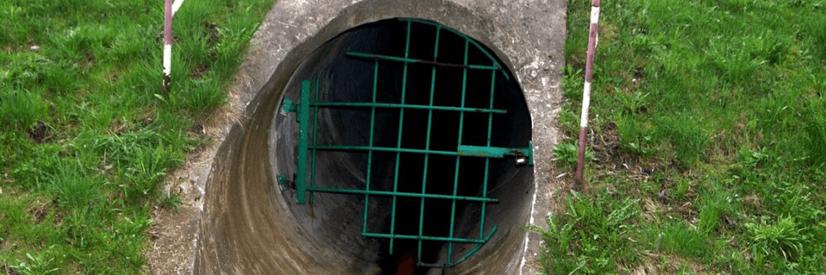 Vi rút trong nước uống