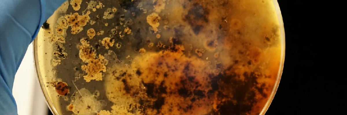 Xử lý vi khuẩn sắt trong nước