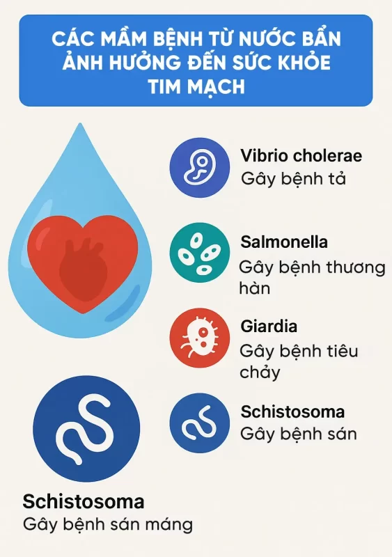 Các mầm bênh từ nước bẩn ảnh hưởng đến sức khỏe tim mạch